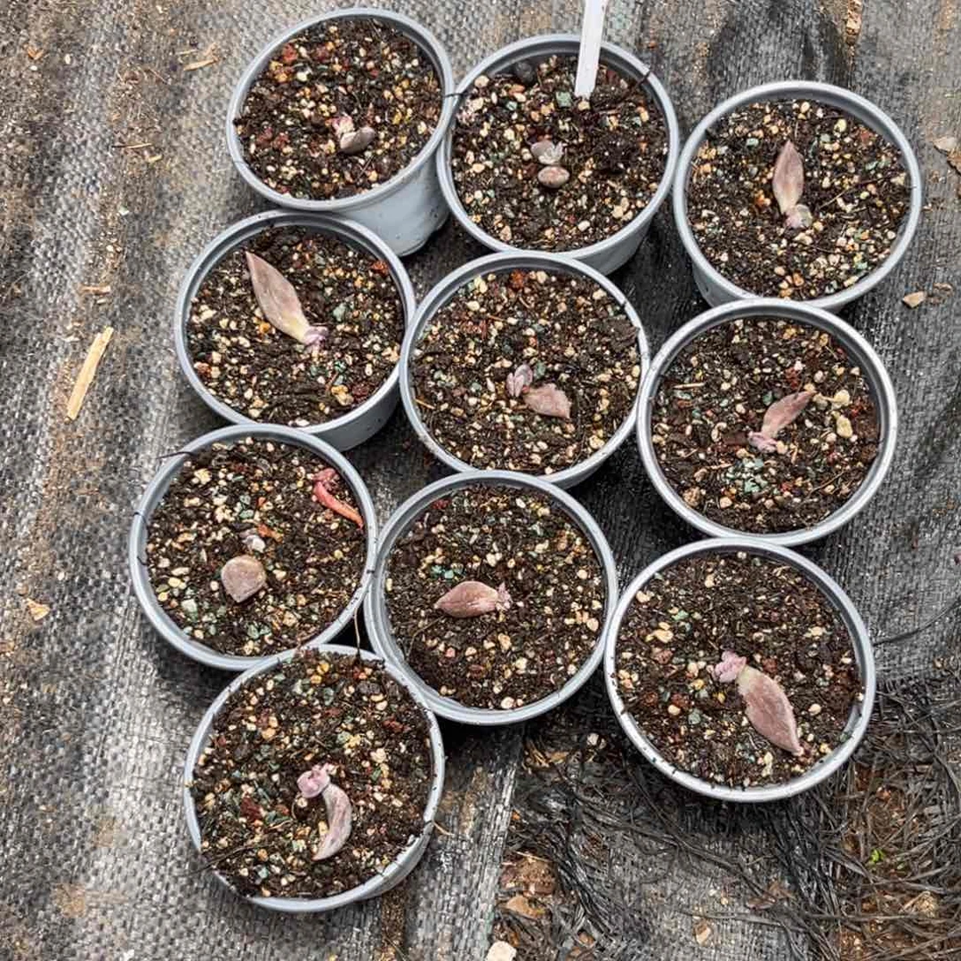 袁***儿多肉植物战神美人10颗647