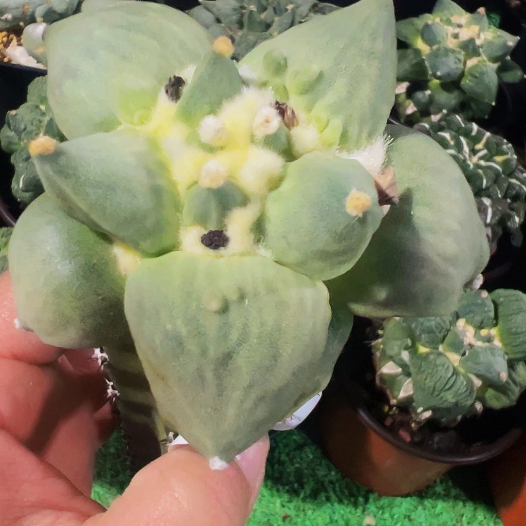 无花朵达摩怒涛489