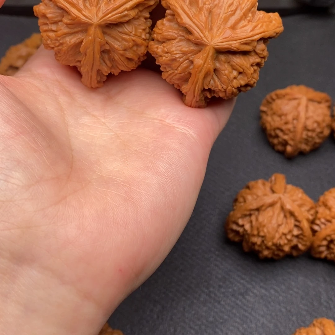 Y****!白狮子11111111