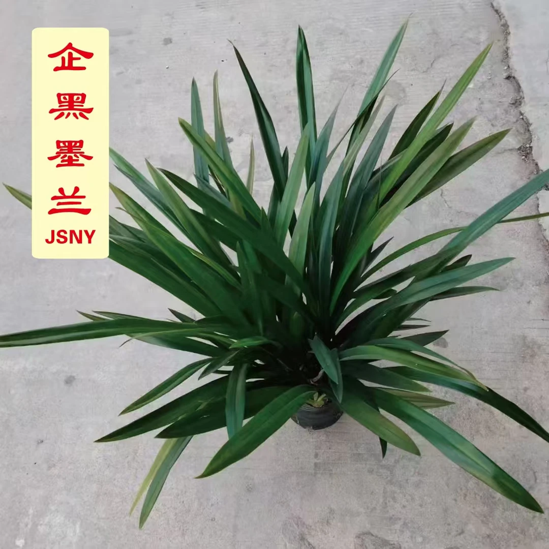 爆盆款-企黑原盆原土连体13苗17cm种植袋【墨兰经典】气势磅礴