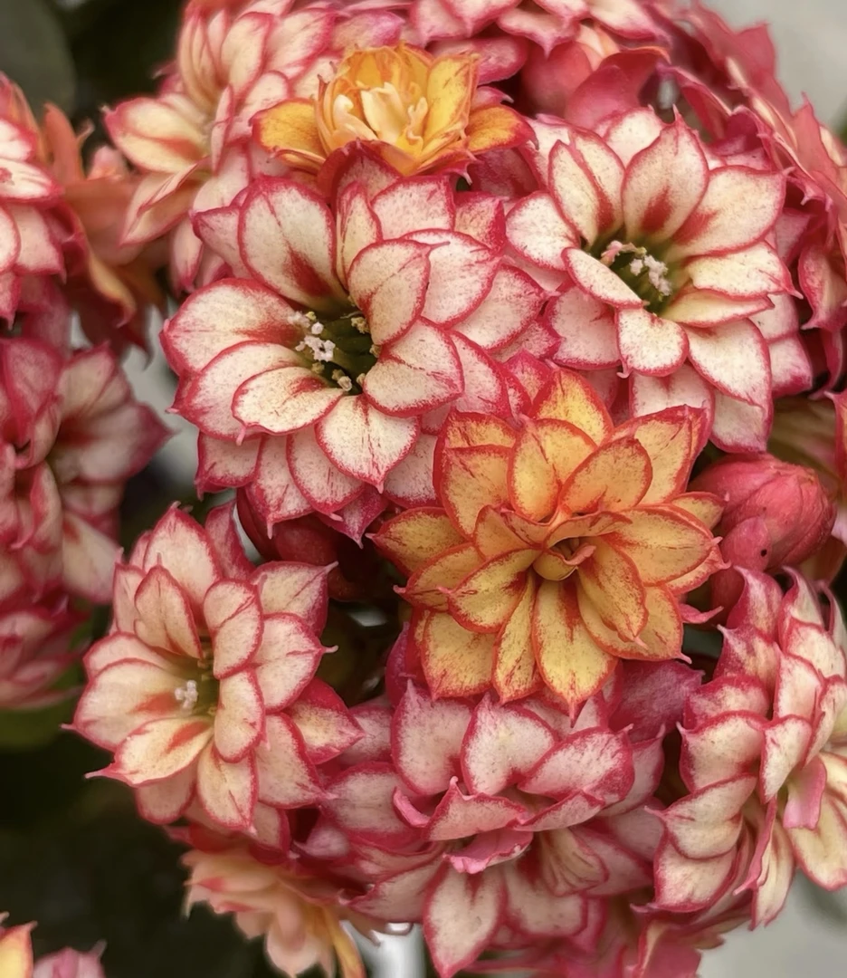 彩霞长寿花，100盆土