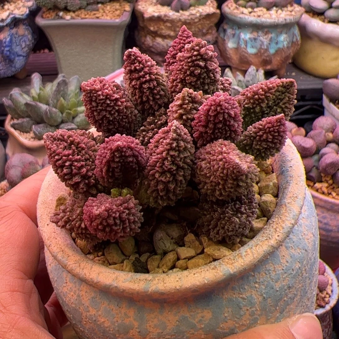 朱紫玉。