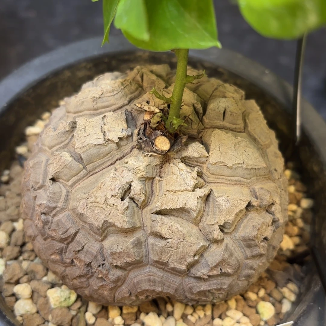 13号日系龟甲龙带盆包尺寸8.5