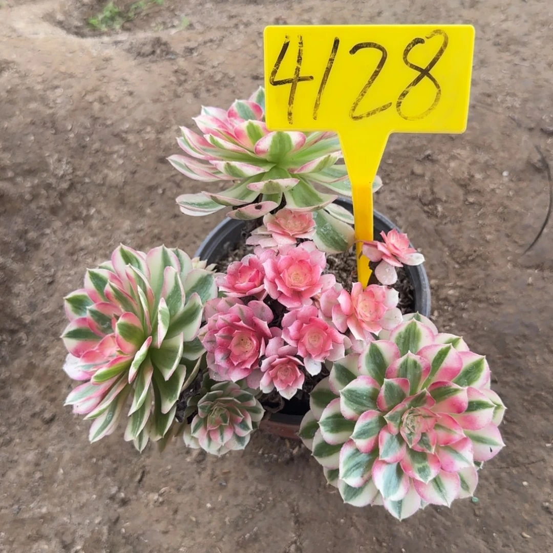 4128--倾城多头多肉