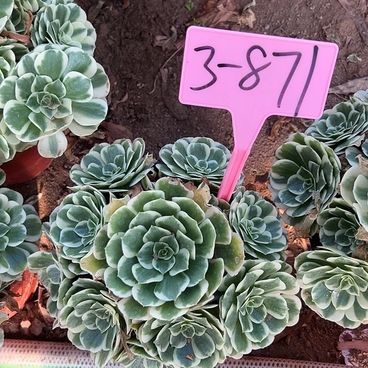 3-871迈巴赫多肉法师