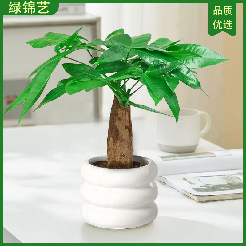 发财树室内绿植吸甲醛净化空气桌面好养四季常青常绿北欧懒人盆栽