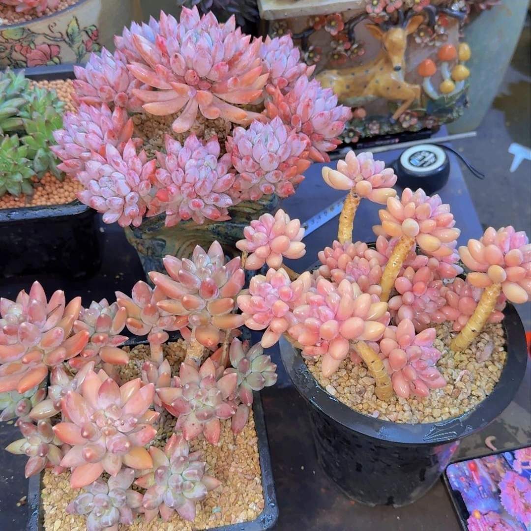 用****2多肉植物的生长发育