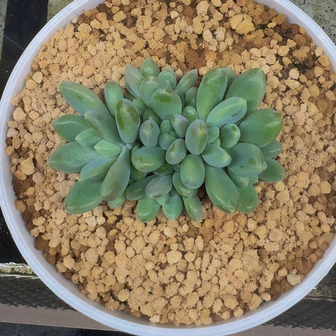 黄胖体 哥特 6头 一物一拍