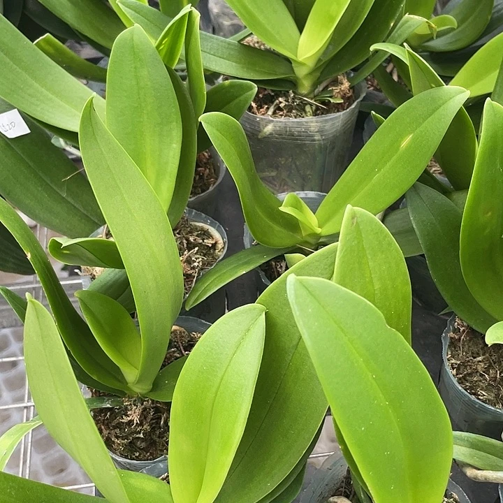 完全开放处理苗 蓝星3.0寸 不带花剑 叶损不售后