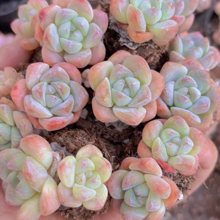 纽扣冰玉12颗一组精品