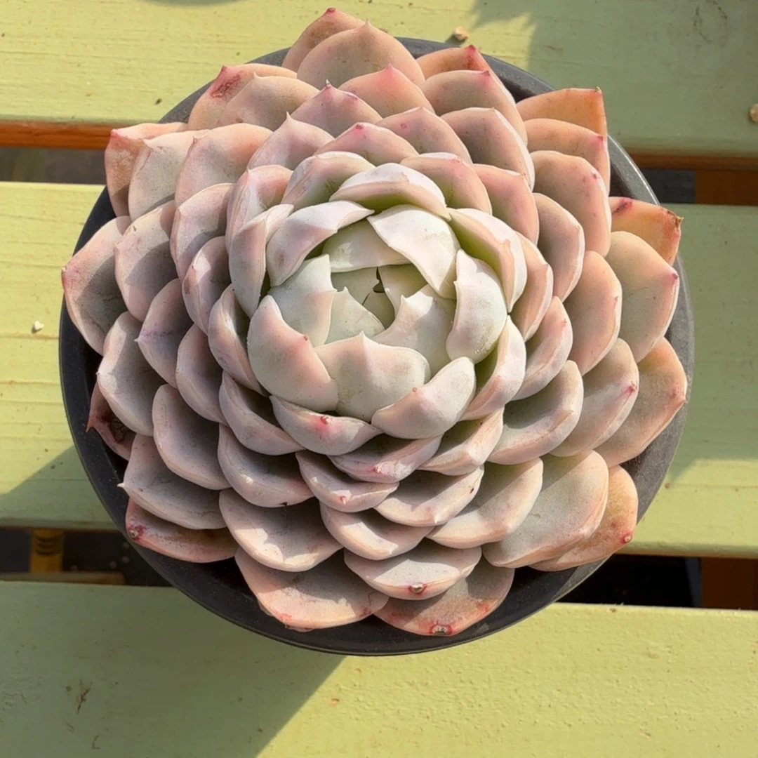 雪球锦锦上园艺一物一拍