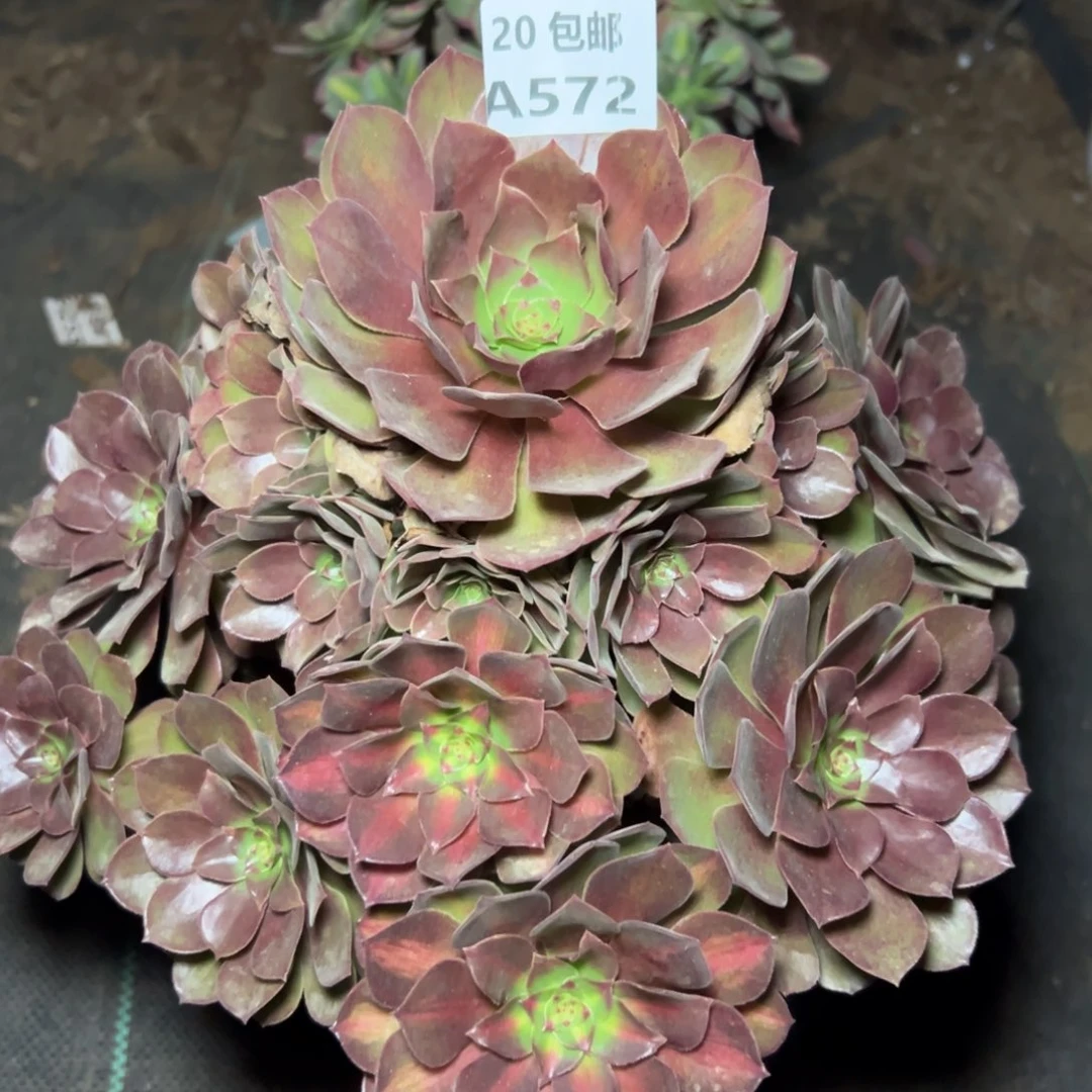 572红茶，多肉法师