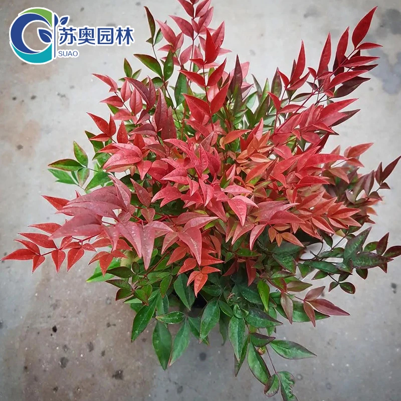 火焰南天竹盆栽四季观叶耐寒植物适合室内外庭院种植