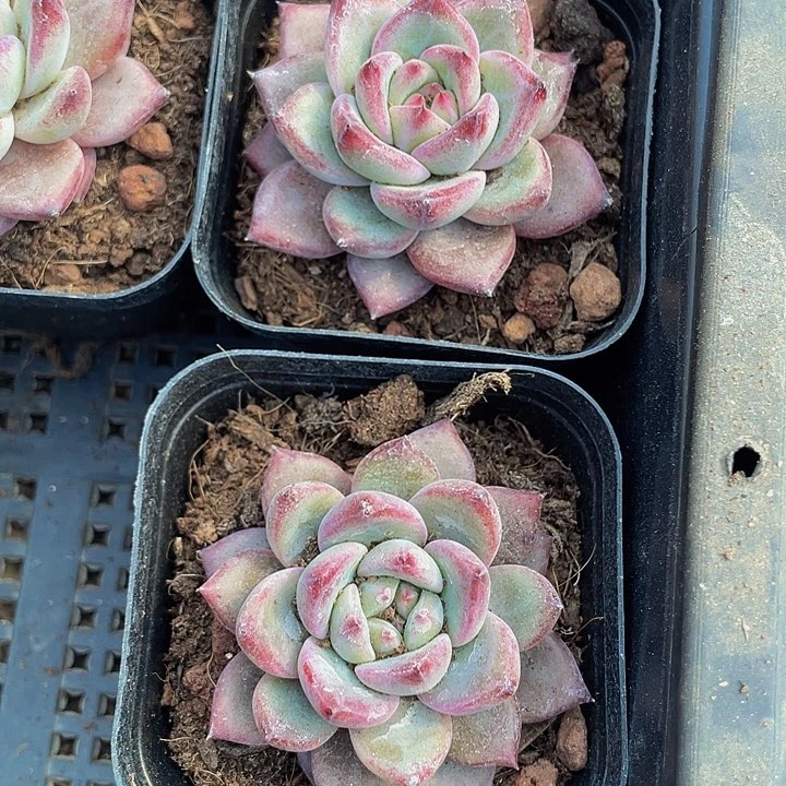 比翼鸟2.8带盆土