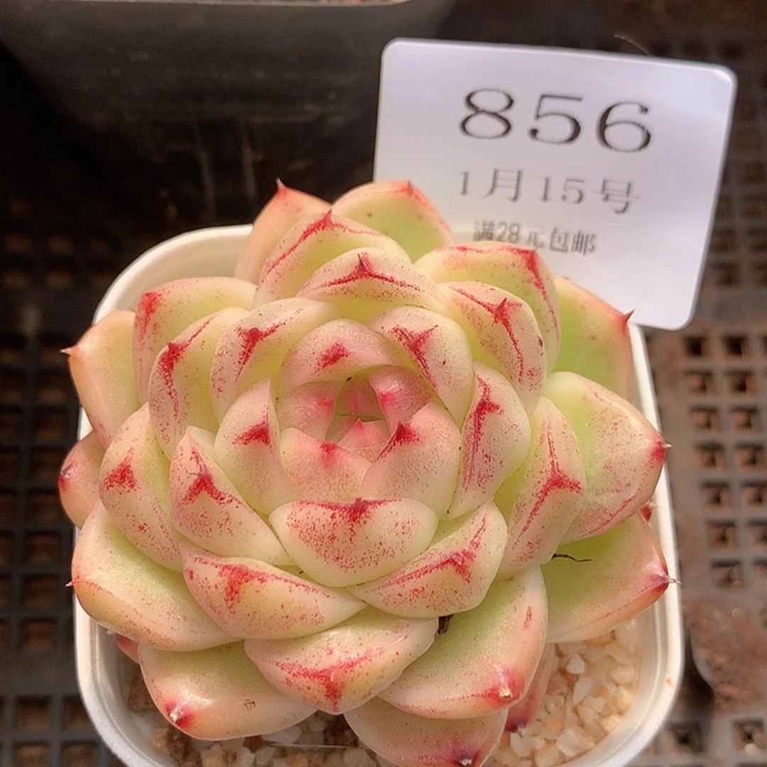 【闪购商品】云856