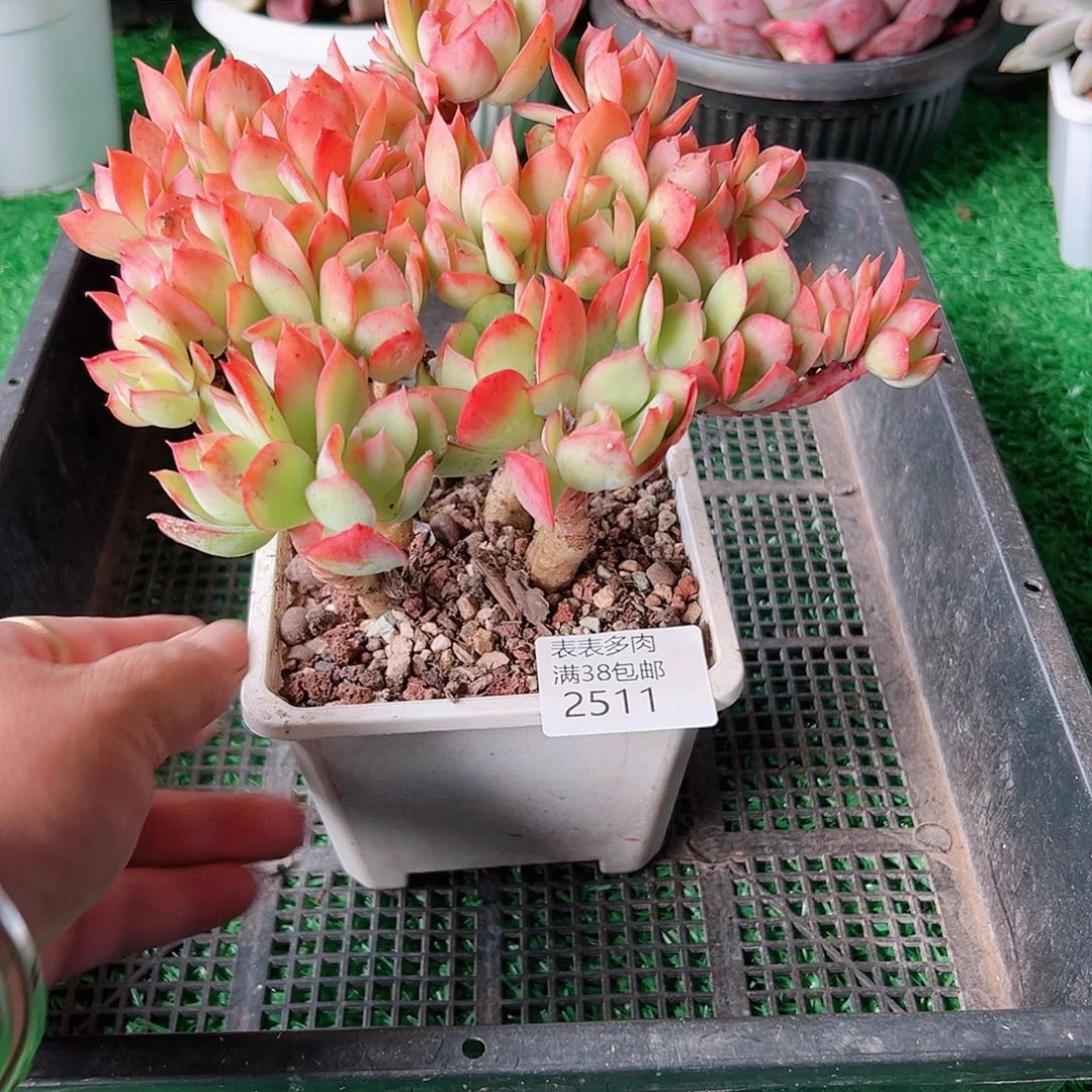 多肉一物一拍植物2511