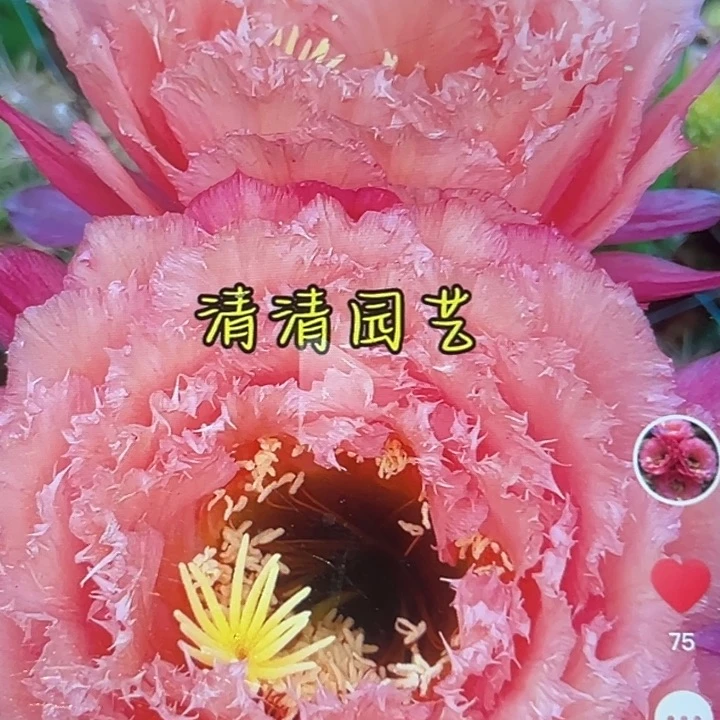 清清妃子笑侧牙瑕疵黑点