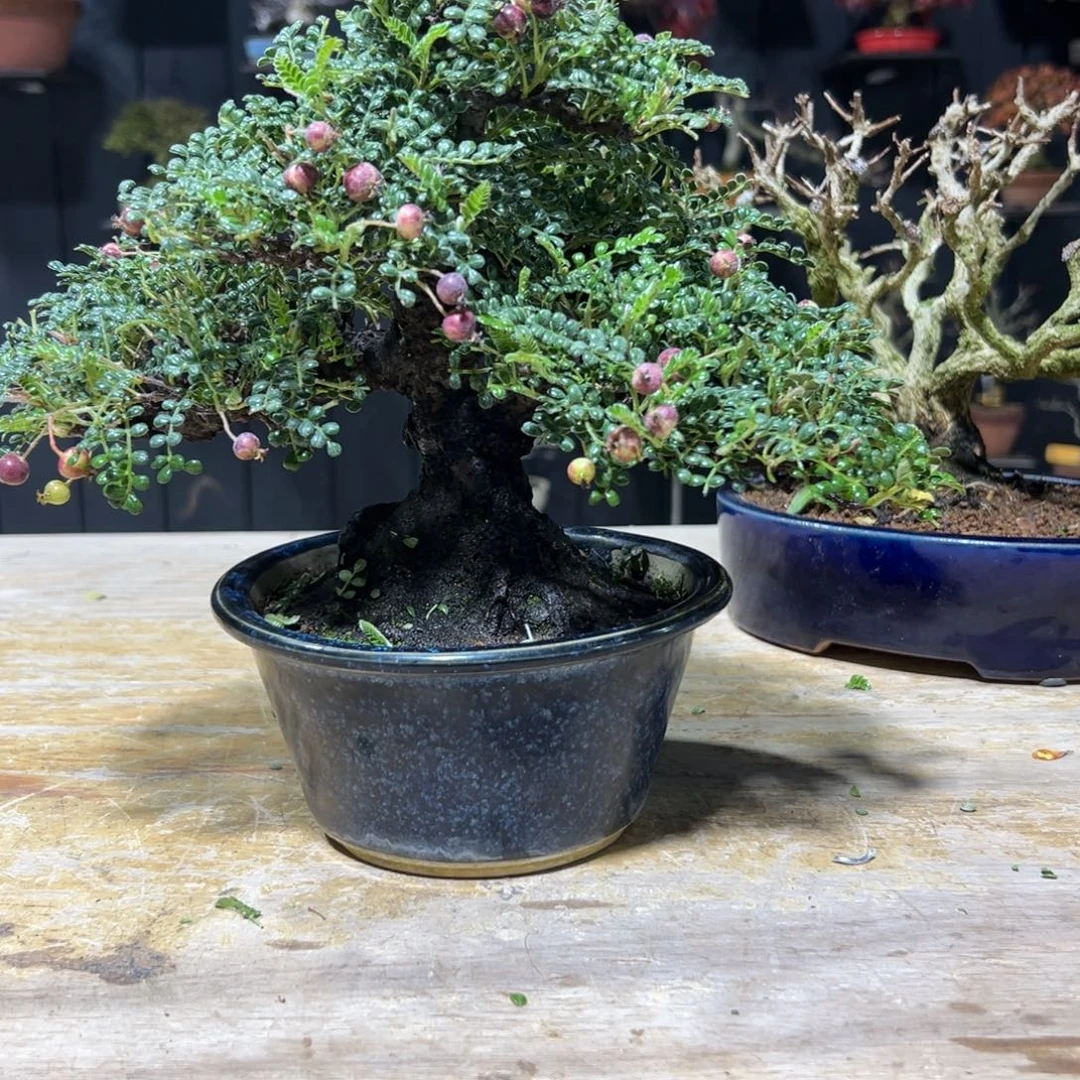 无花朵进口盆栽盆景姬山椒