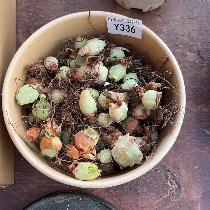 山***媚杨336山地玫瑰清货福利不售后