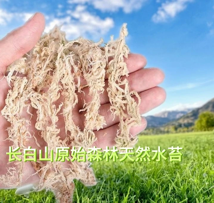 (特级)俄罗斯进口水苔天然无菌无公害蝴蝶兰石斛爬宠捕蝇草水台藓