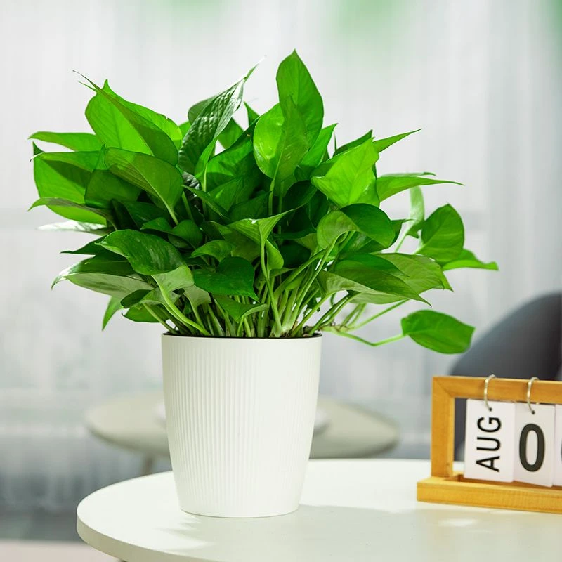 绿萝盆栽桌面绿萝室内除甲醛净化空气美观百搭绿植花卉简单易养