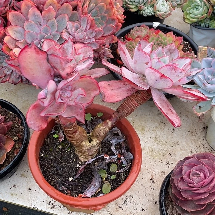 桃***～肯尼迪瑕疵老桩不退换