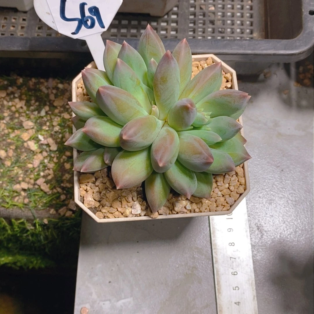 猪****人重楼群多肉植物