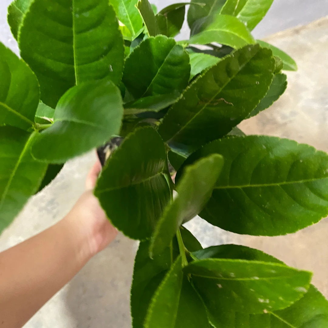 一物一拍广东四季香水柠檬无花无果）运输掉果介意勿拍