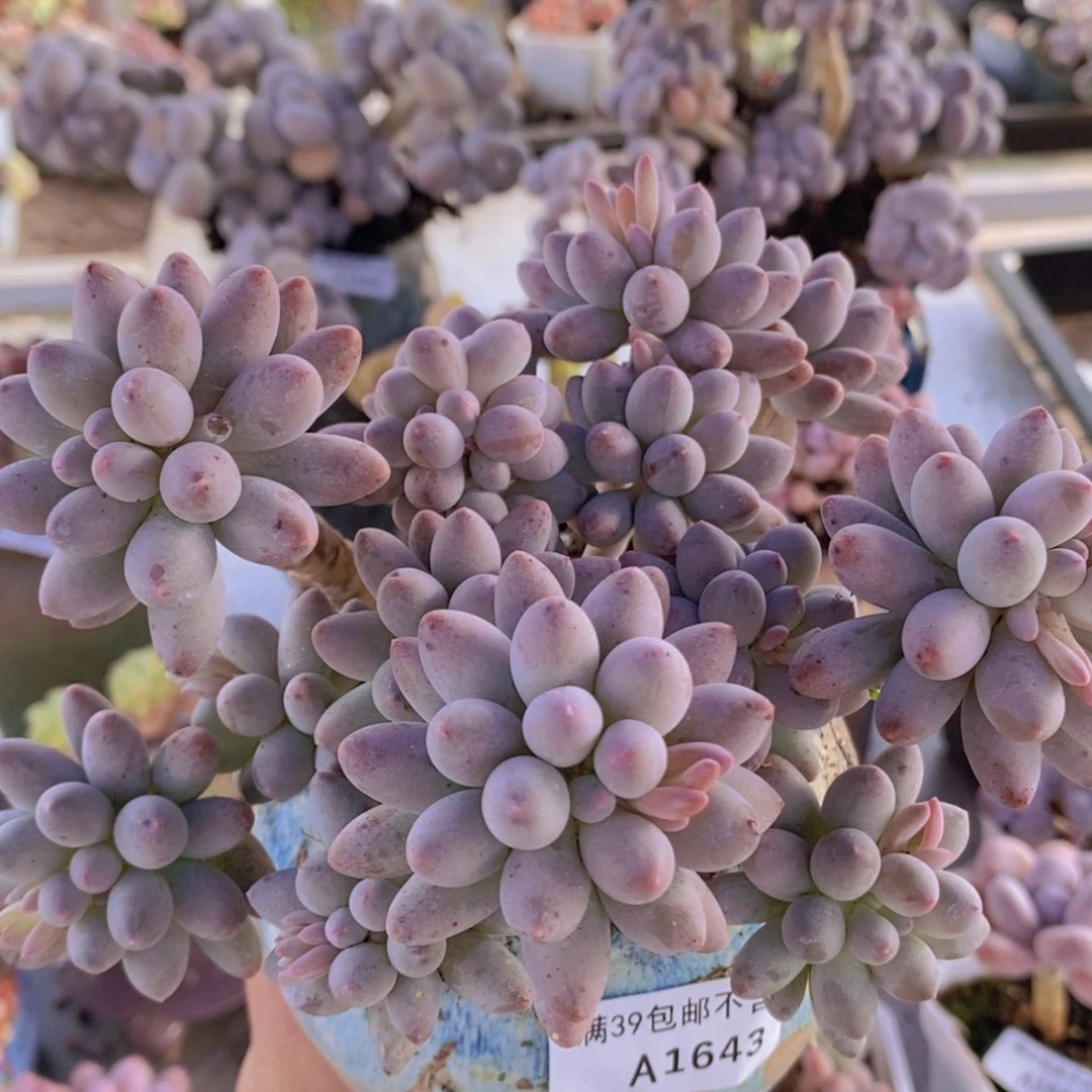 婴儿手指老桩13cm1643多肉植物