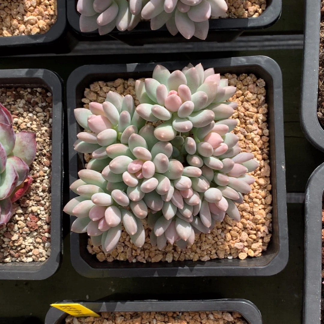 日月星辰 多头 一颗