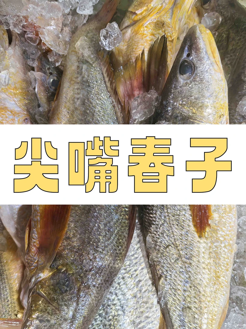 【默认帮杀】野生尖嘴春子鱼  到手2.5斤