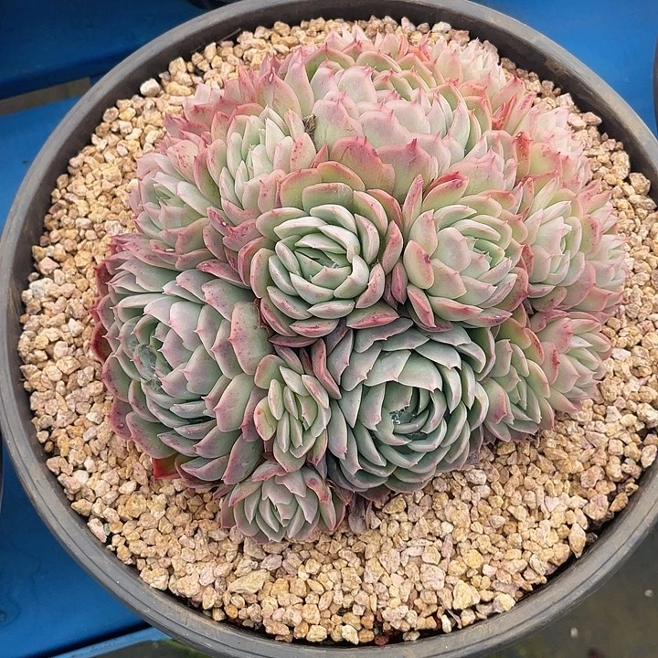 137 精品多肉不带盆土满20包邮发货