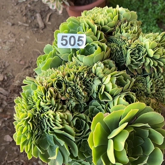 雯***子多肉植物一个玫瑰