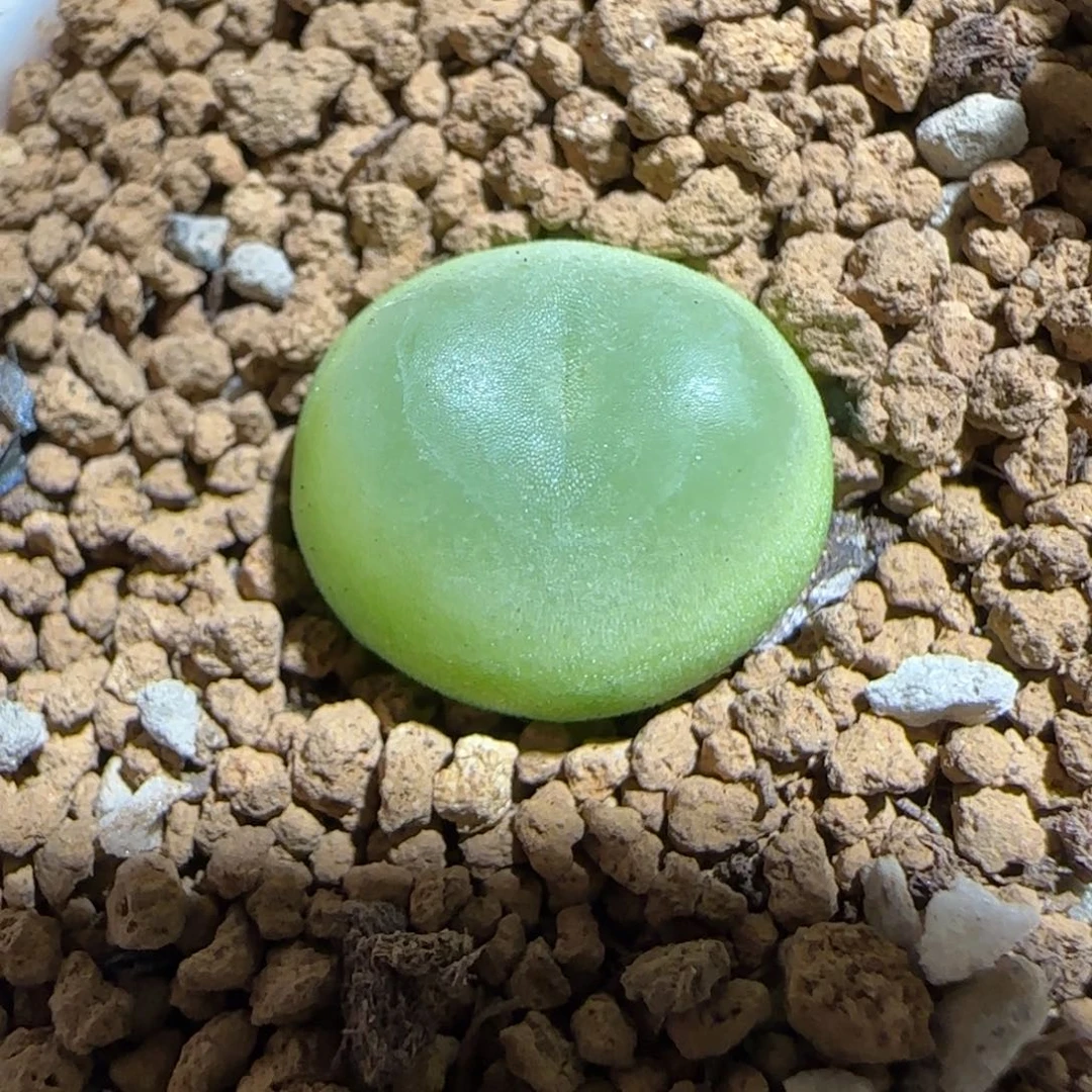 肉锥多肉植物组合-sh1200拉登1526