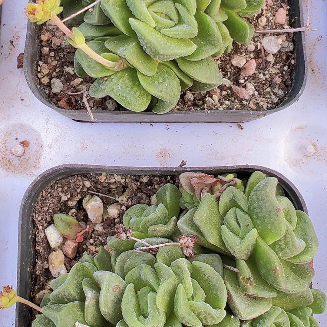 桃乐丝19包邮多肉植物