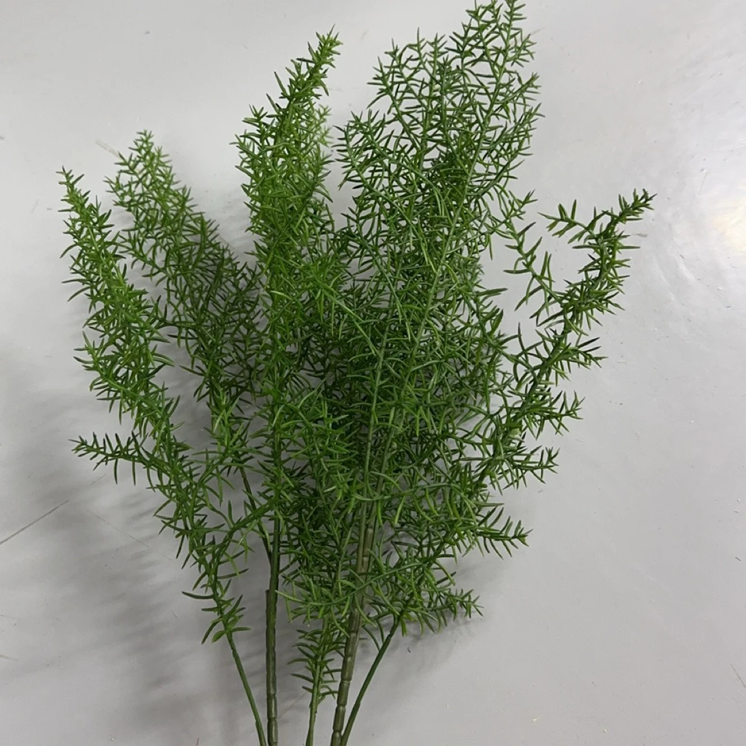 小韩风珊瑚草10枝