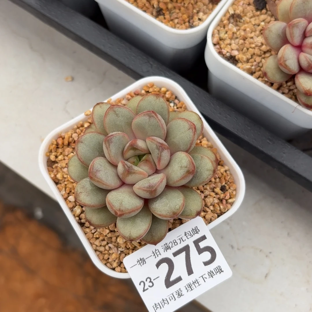 葡萄无盆土发货呀