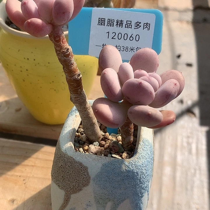 120060后木架啦旅途