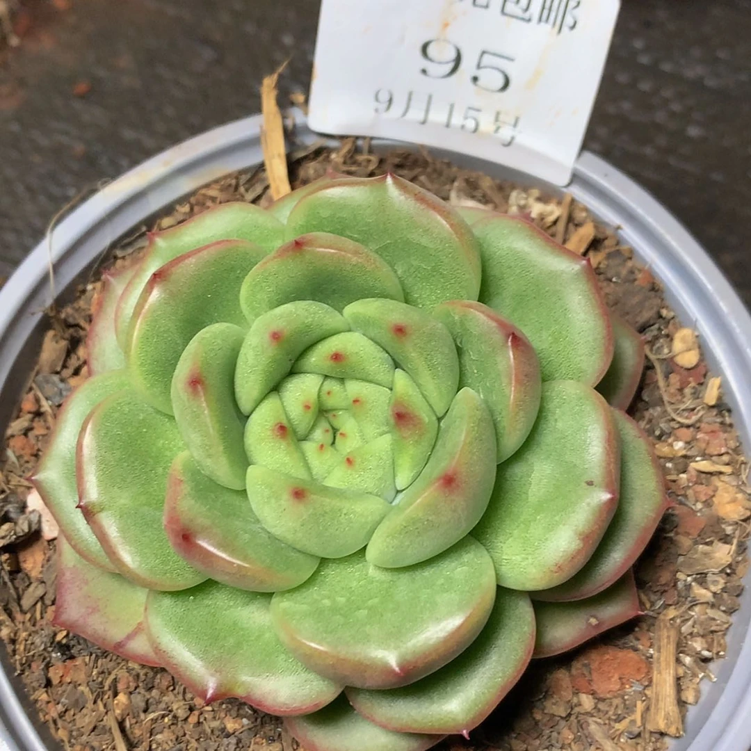 【闪购商品】云95号