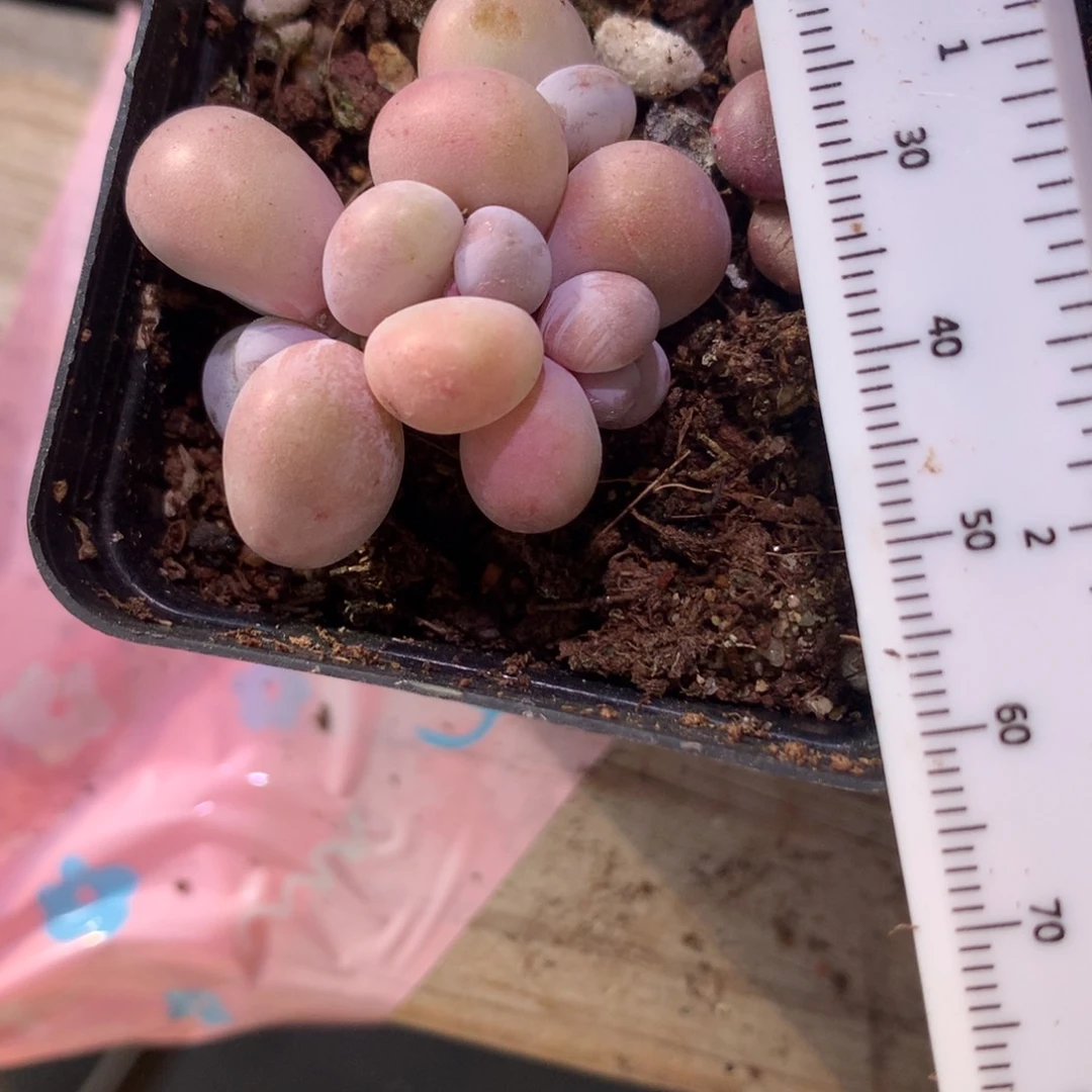 水光针奶酪多肉水光针