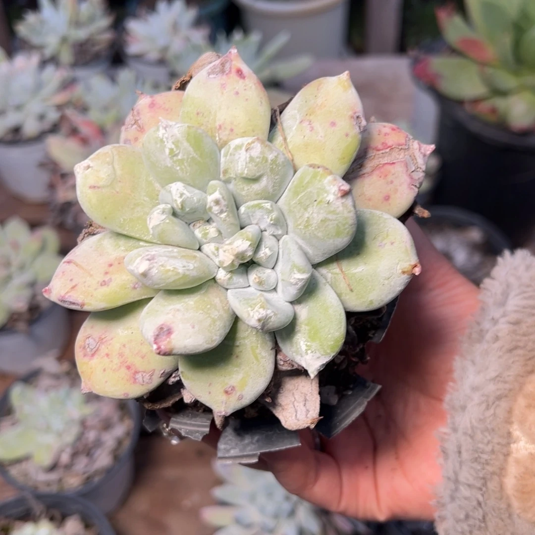 2971哈哈哈哈哈哈哈哈哈