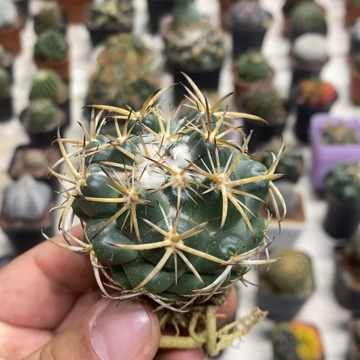 实生天丝象牙特价