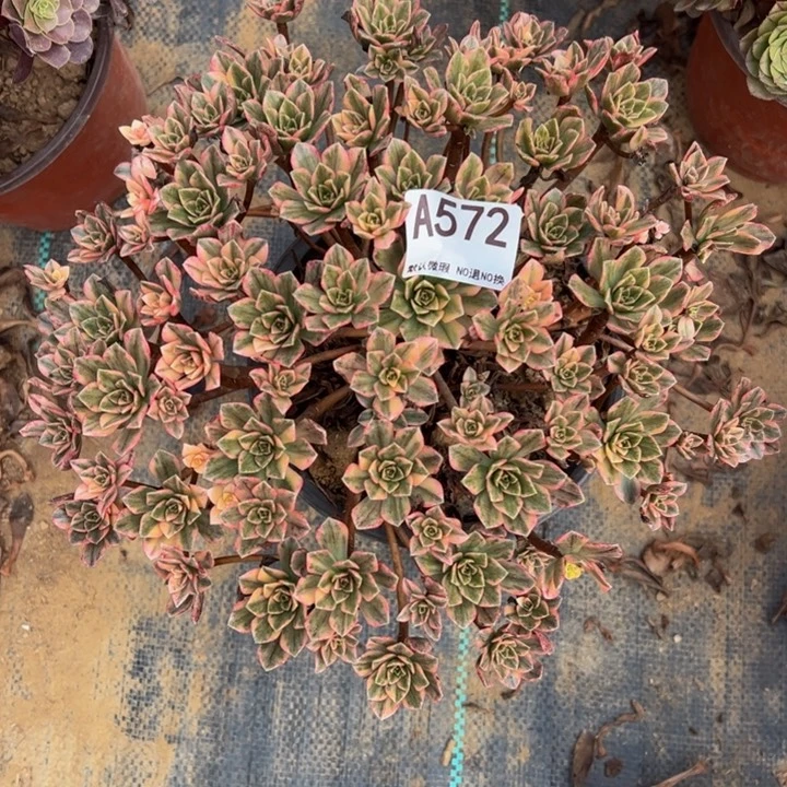 甜茶多肉植物572.