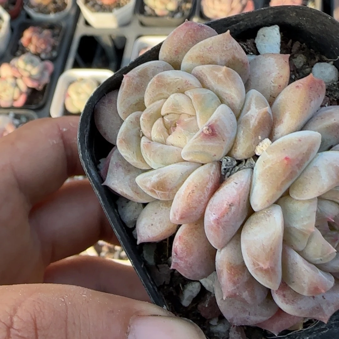 多肉小卡拉米糖心一物一拍