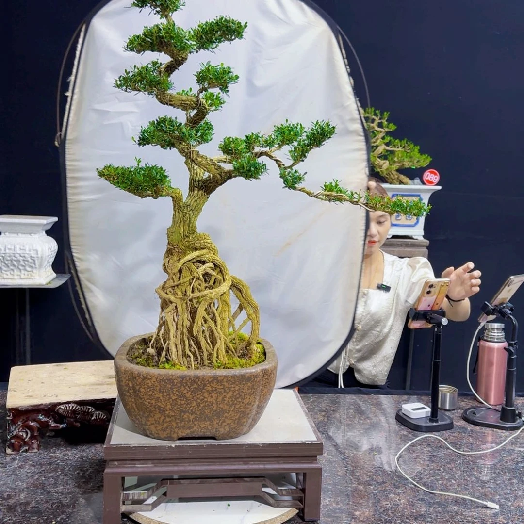 当前无花朵，栽培后可花朵
