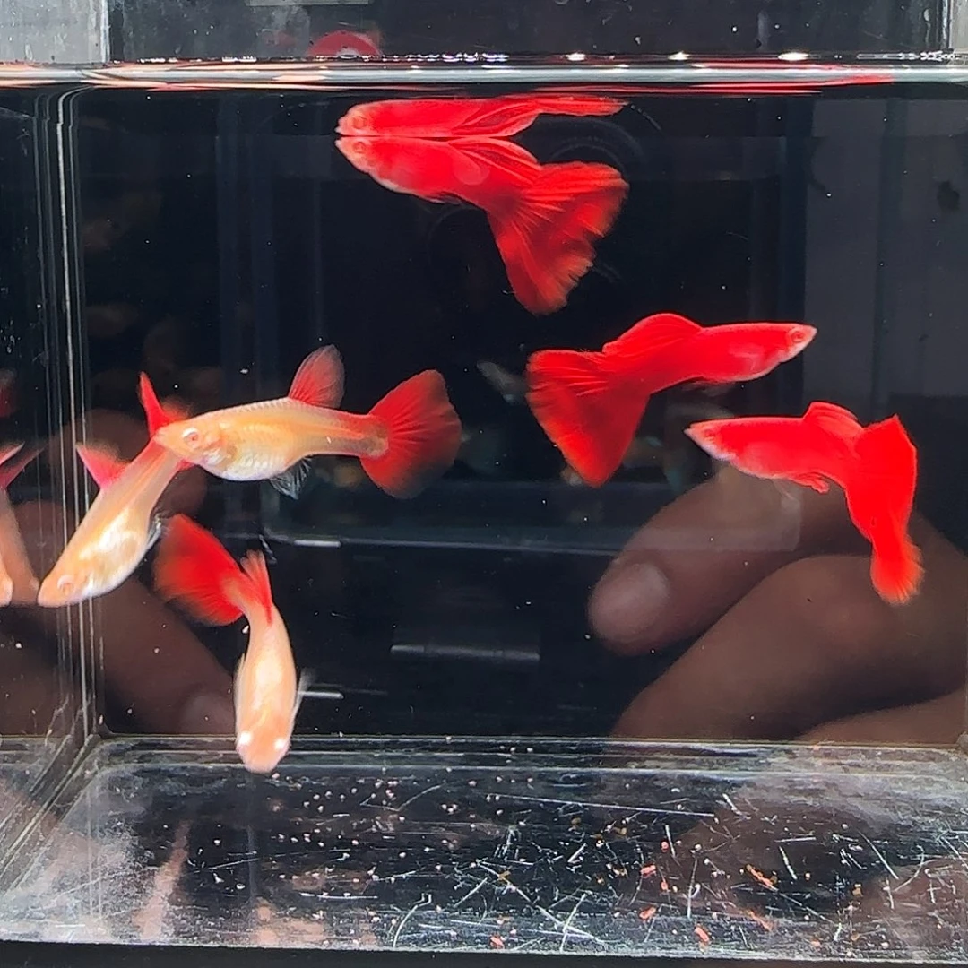 孔雀鱼血红大背3对