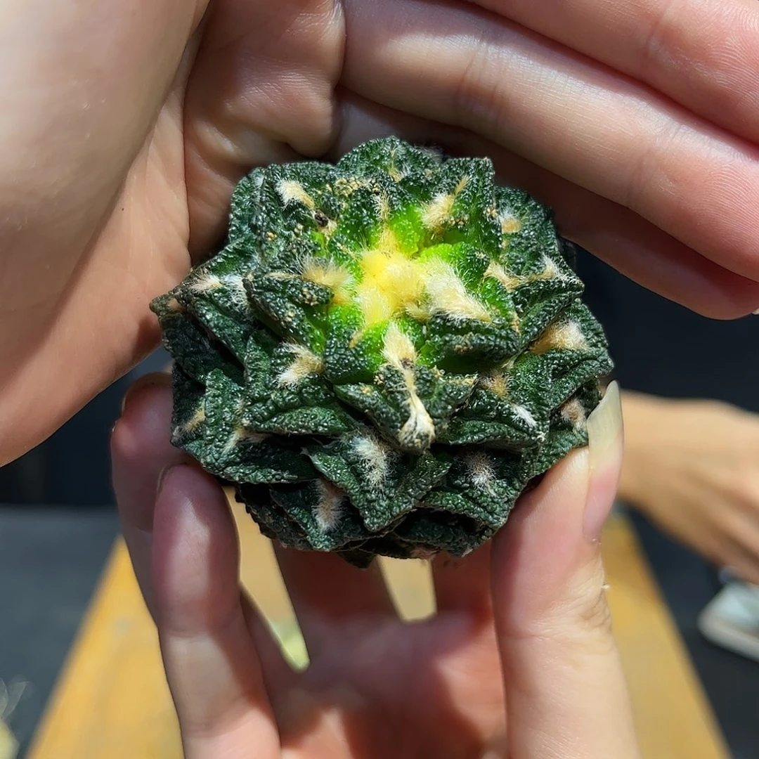 6cm自根螺旋辛盾牡丹微损