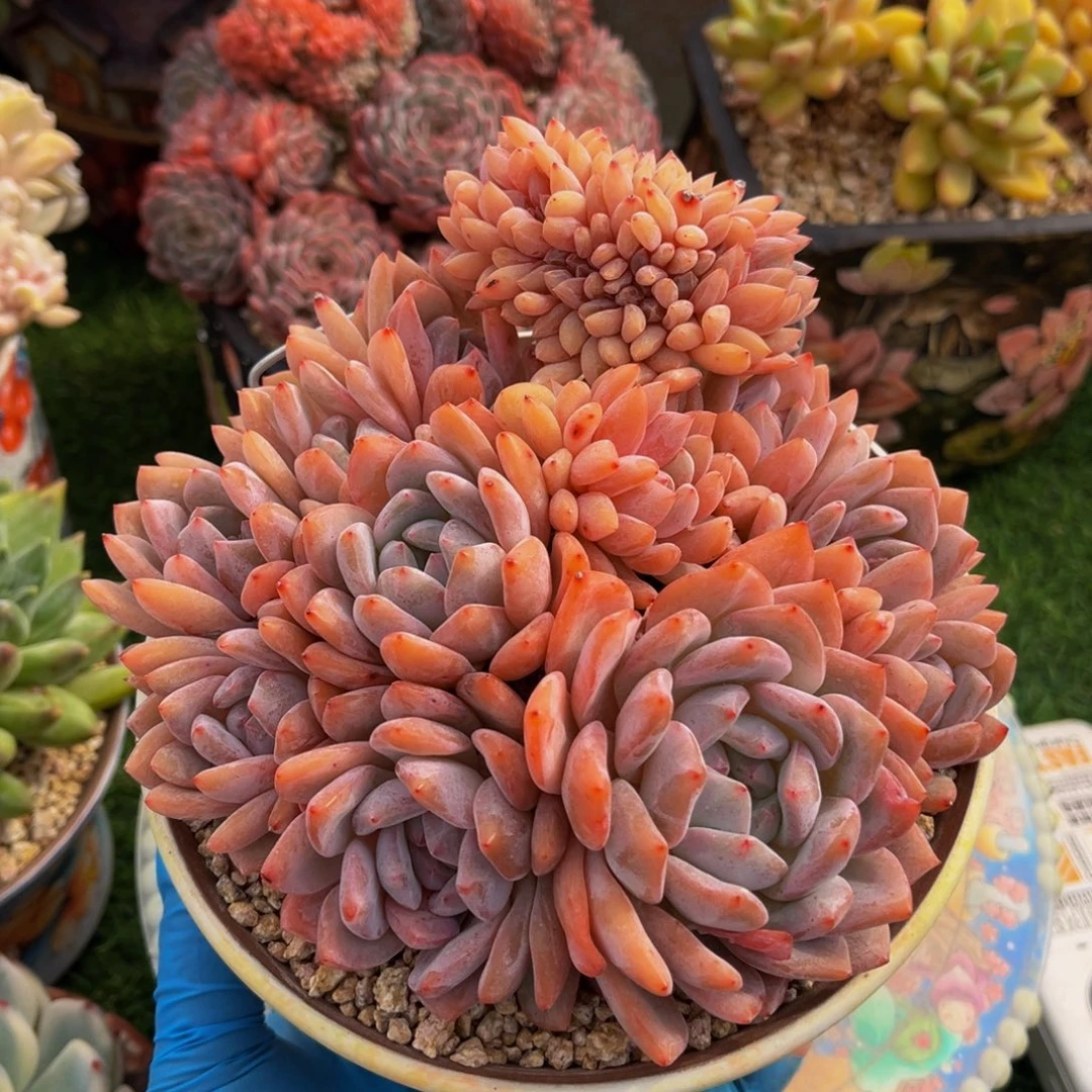 橙子缀化一物一拍