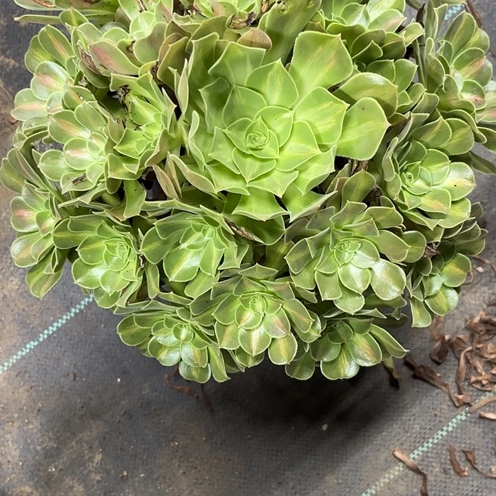 半***过多肉植物女巫中班锦……