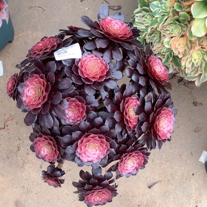 用****2858黑同多肉植物